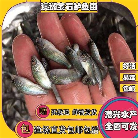 广州渔场鲈鱼苗 宝石鲈鱼苗 海鲈鱼苗 加州鲈鱼苗批发价格