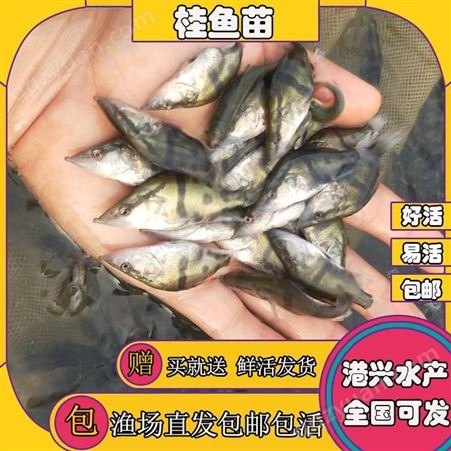 德宏广东桂花鱼种苗优选 三黄塘鲺鱼苗鱼苗出售价格
