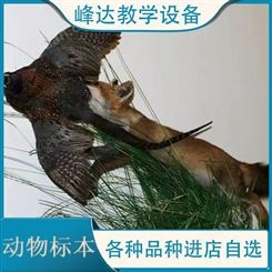 教育标本   动物标本 拟态动物标本 科普动物标本 动物塑化标本 厂家直供