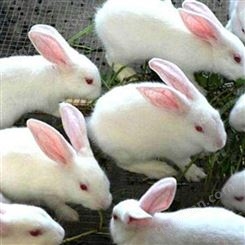 新西兰种兔价格 肉兔养殖基地 市场上口碑好的种兔场  新西兰兔附近有 新西兰肉兔