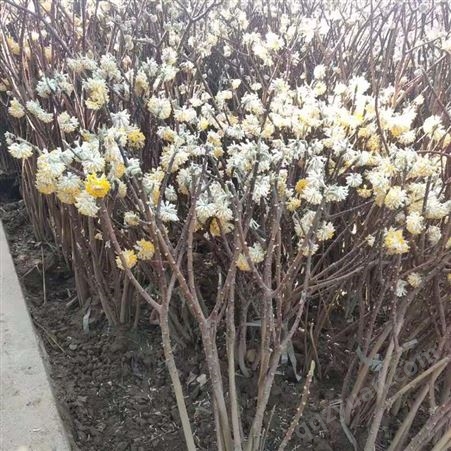 结香花种植基地 大量出售丛生结香苗