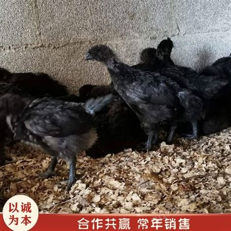 活体五黑鸡 散养绿壳蛋鸡苗 杂交绿壳蛋鸡苗 销售供应