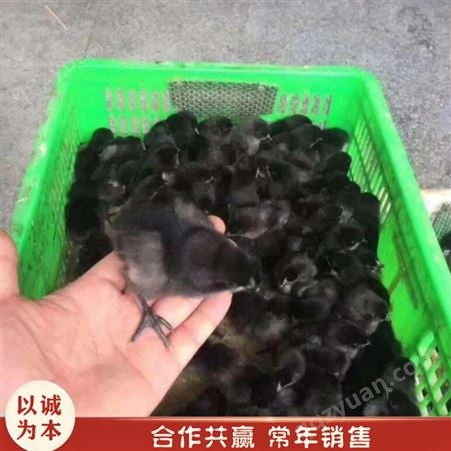 活体五黑鸡 散养绿壳蛋鸡苗 杂交绿壳蛋鸡苗 销售供应