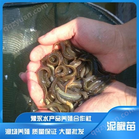 河南求购中国台湾泥鳅苗 泥鳅苗豫永水产品