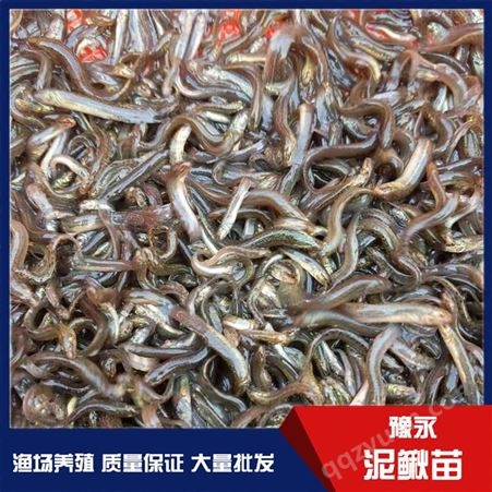 淮南中国台湾泥鳅寸苗 泥鳅苗养殖 豫永中国台湾泥鳅苗价格