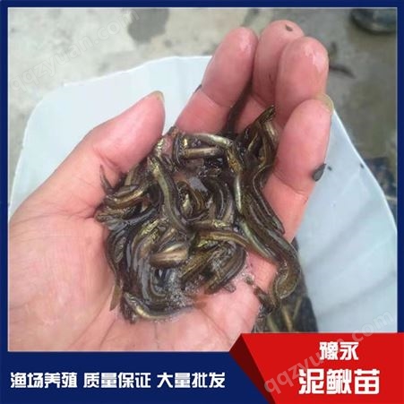 淮南中国台湾泥鳅寸苗 泥鳅苗养殖 豫永中国台湾泥鳅苗价格