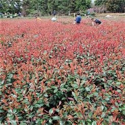 公鼎苗木--红叶石楠小苗苗圃基地70厘米红叶石楠