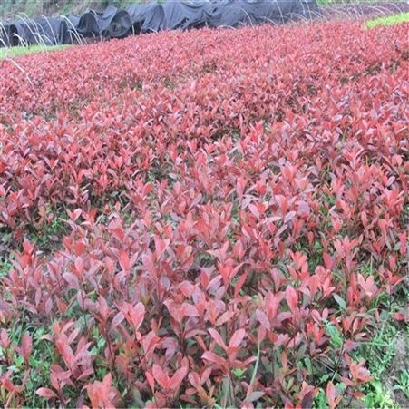 公鼎苗木--2公分红叶石楠苗圃基地80厘米红叶石楠