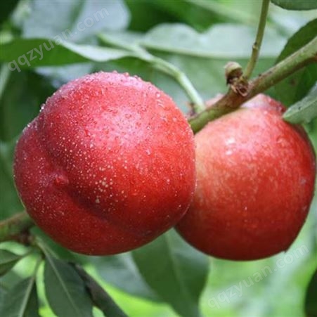 黄肉油桃 严格挑选 精品水蜜桃油桃 原生态农场种植