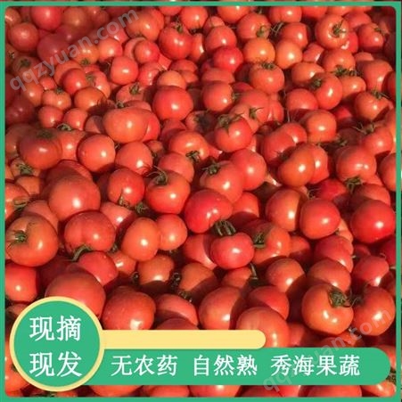 山东西红柿 抗斑萎 耐热小西红柿种子 耐运输 口感好