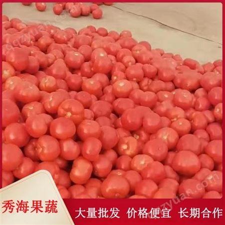 硬粉西红柿 露天大西红柿 新鲜蔬菜 农家番茄自然熟