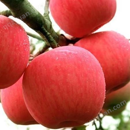 苹果冷库批发价格介绍 临沂苹果产地价格 代收苹果 新鲜