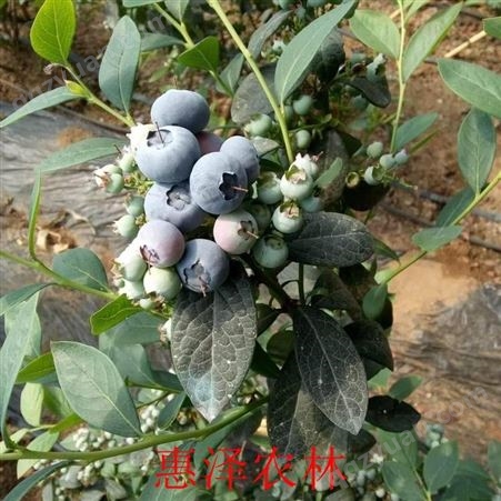 蓝莓的果期 日照惠泽农林