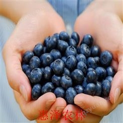 大蓝莓 黄金浆果蓝莓 日照惠泽农林