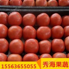 西红柿营养价值高 经济实惠 大红西红柿 经销商批发
