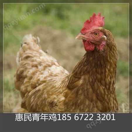 海兰褐鸡雏，海兰褐鸡雏价格，60天海兰褐鸡雏