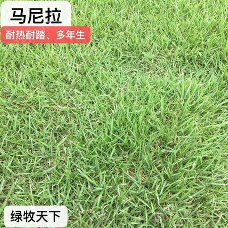 四川混播草皮 中国台湾二号 马尼拉 草皮种子 专业绿化草籽批发