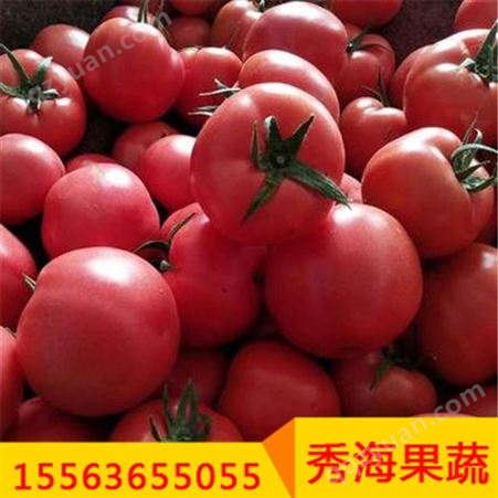 硬粉西红柿色泽亮丽个大饱满 富含多种营养物质