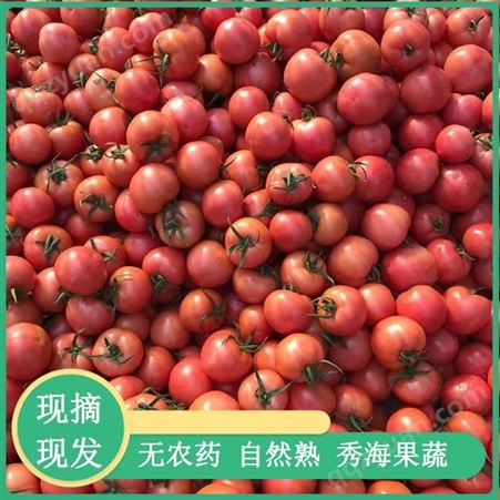 山东西红柿 抗斑萎 耐热小西红柿种子 耐运输 口感好