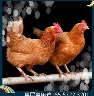 海兰褐鸡雏，海兰褐鸡雏价格，60天海兰褐鸡雏