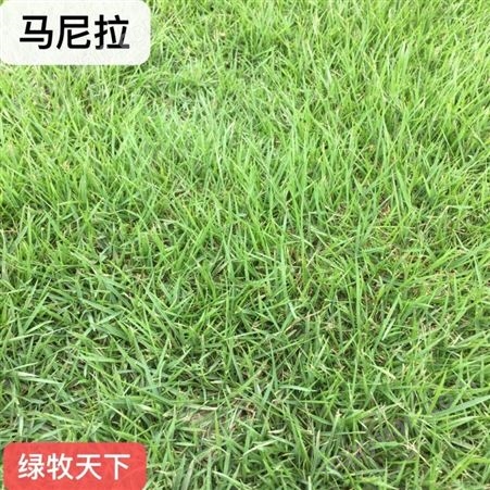 四川混播草皮 中国台湾二号 马尼拉 草皮种子 专业绿化草籽批发