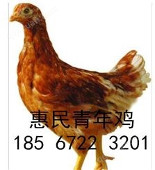 云南海兰褐青年鸡规模化养殖 云南60日龄海兰褐 60日龄青年鸡