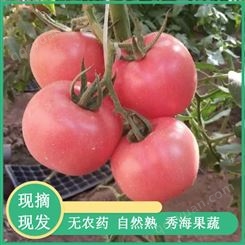 新摘高产西红柿 秀海果蔬 高产西红柿 冲量大