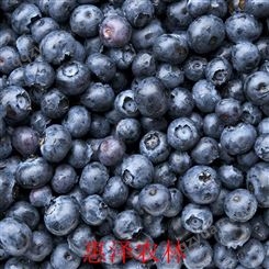 蓝莓种苗价格大全 供应蓝莓种苗 