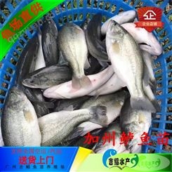 品种优选-大口黑鲈鱼苗-广州鱼苗批发生产基地大口黑鲈鱼苗