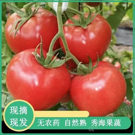 耐低温硬粉西红柿 严冬季节不空穗 畸形果少