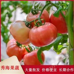 农场直供硬粉西红柿 新鲜直达 现摘现发 有机西红柿