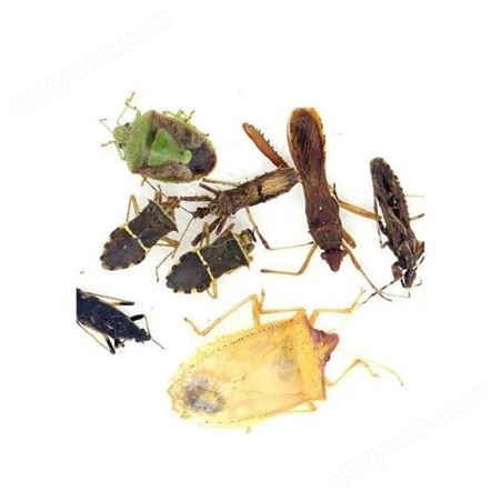 昆虫标本 直销昆虫浸制标本 农业虫害标本