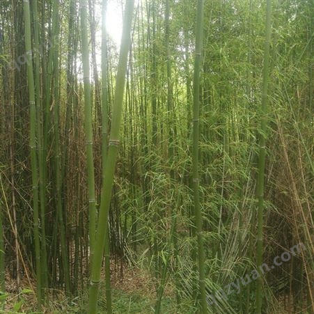 云南竹子批发价 风景绿化竹子 钢竹