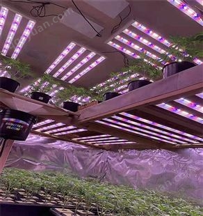 八爪鱼植物灯量子板喷胶防老化变黄 LED植物照明灯三防胶，防水防潮防老化材料