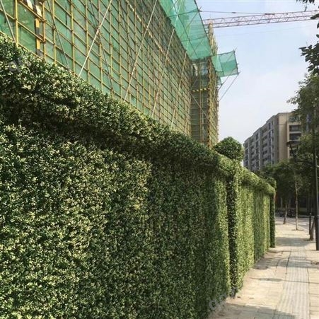 江西植物生态墙工艺  出售
