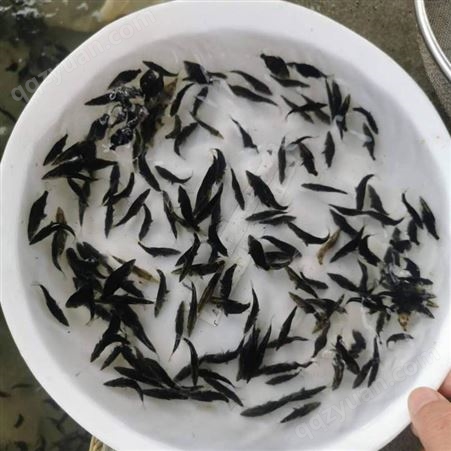 科学养殖桂鱼苗 布岗苗场出售桂鱼苗 吃肉性桂花鱼苗