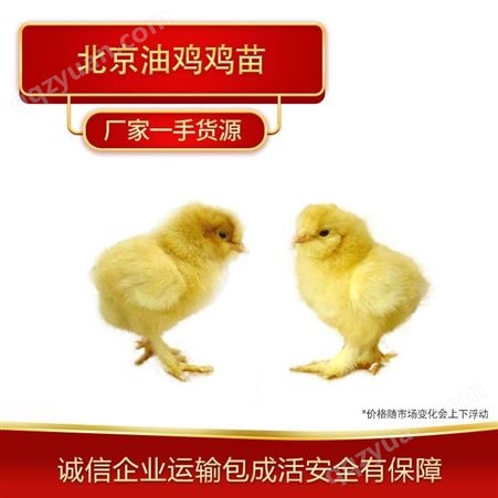 唐山本地北京油鸡鸡苗 鸡苗孵化厂全国运输