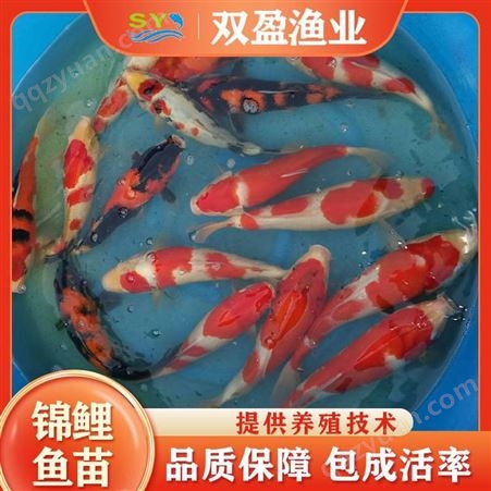 【观赏鱼苗】出售 锦鲤鱼苗 色泽光鲜 品种 颜色漂亮