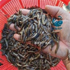 纯种中国台湾泥鳅苗 淡水泥鳅鱼苗 中国台湾泥鳅品种 泥鳅鱼苗大量