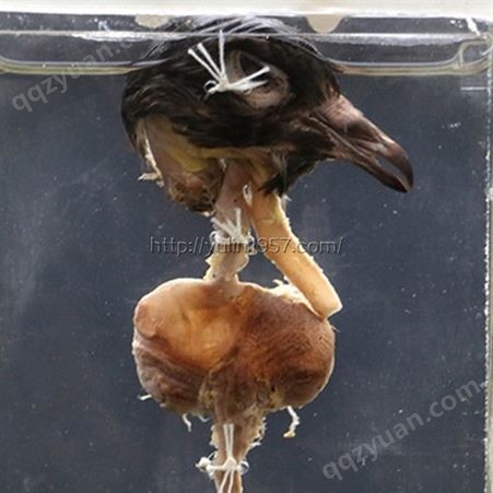 鸽的消化泄殖系统标本 动物解剖浸制标本 高等院校用 教学仪器