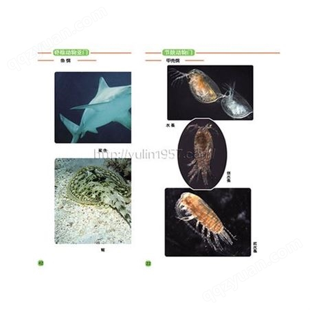 小学科学 动物分类图谱 16开 全彩色印刷 教学资料