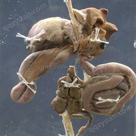 鸽的消化泄殖系统标本 动物解剖浸制标本 高等院校用 教学仪器