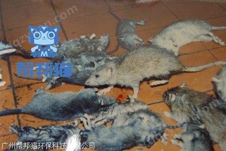 广州铁路西除老鼠灭老鼠 消杀老鼠 杀老鼠上门价格多少