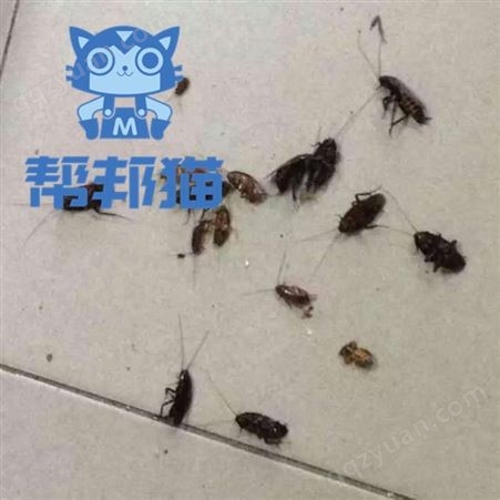 广州猎德除苍蝇防治白蚁 杀蟑螂 灭老鼠上门价格多少