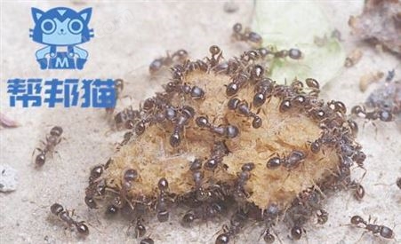 广州共和路除蟑螂白蚁   灭白蚁   消杀白蚁上门价格多少