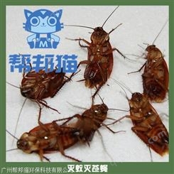 广州林和除蟑螂杀蟑螂 灭蟑螂 防治蟑螂上门价格多少